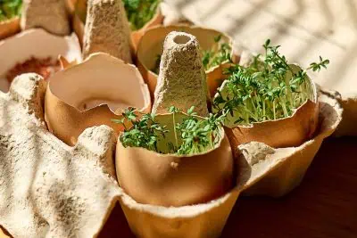 Les coquilles d'œufs sont-elles utiles pour vos plantations ?