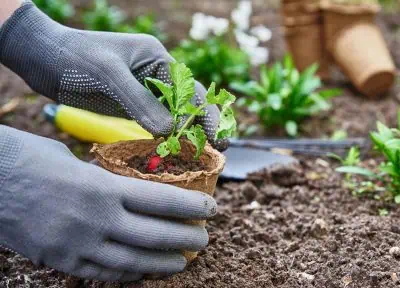 6 semences potagères faciles à cultiver pour savourer des légumes d'antan