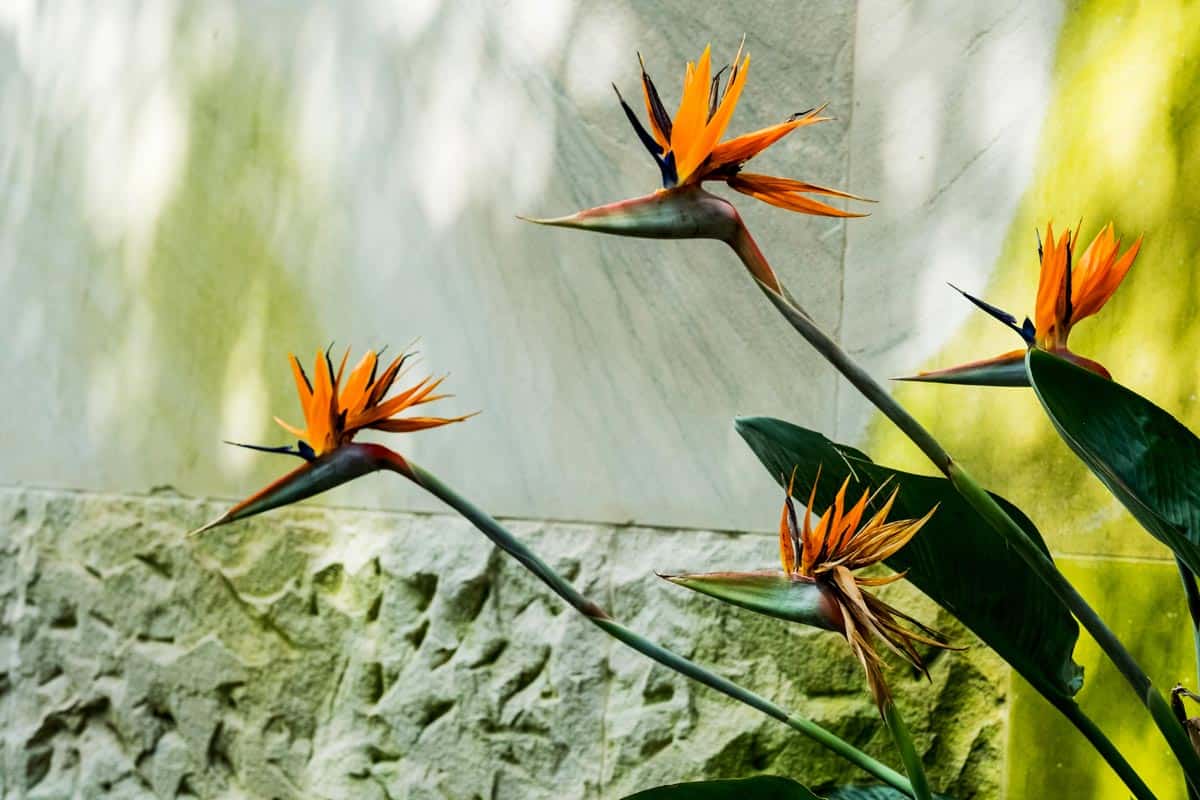 Oiseau de Paradis
