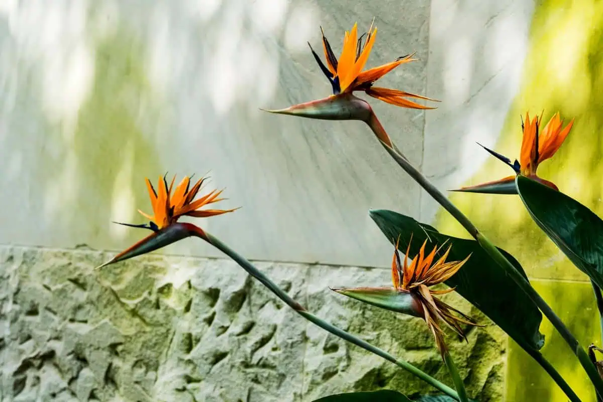 Oiseau de Paradis