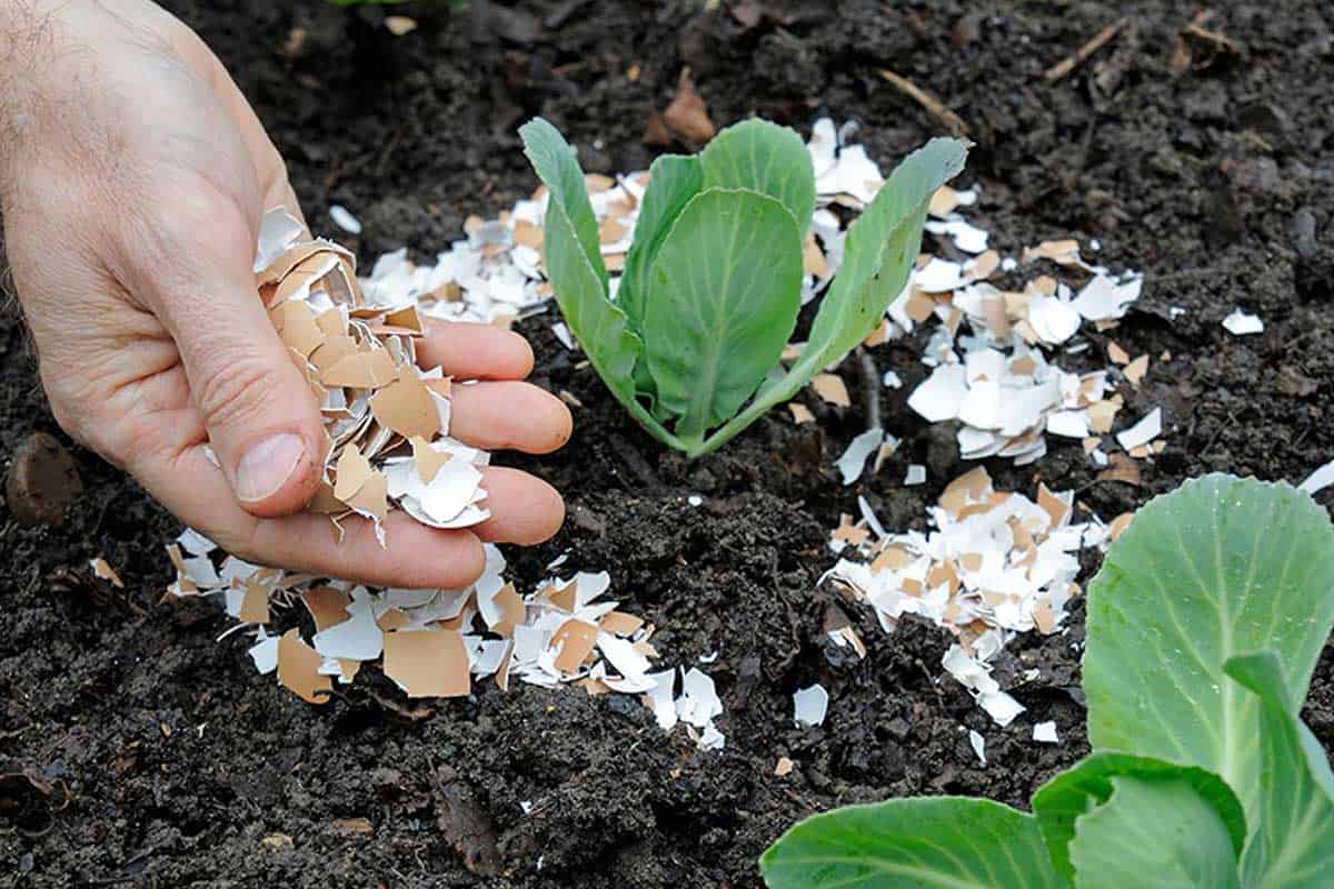 Utilisation de coquilles d'oeufs au potager.