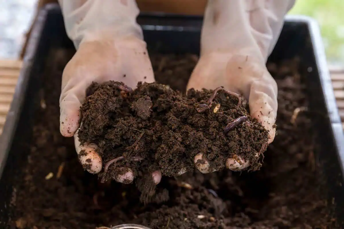 Décomposez vos déchets organiques avec un lombricomposteur