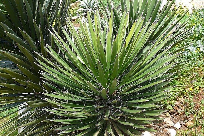 Yucca filifera