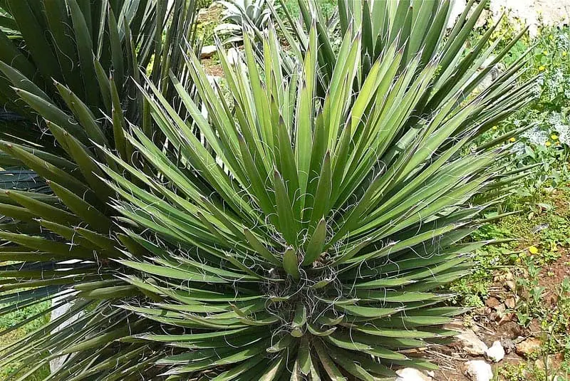 Yucca filifera
