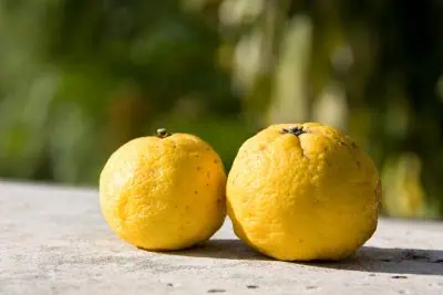 Yuzu : fruit en Y