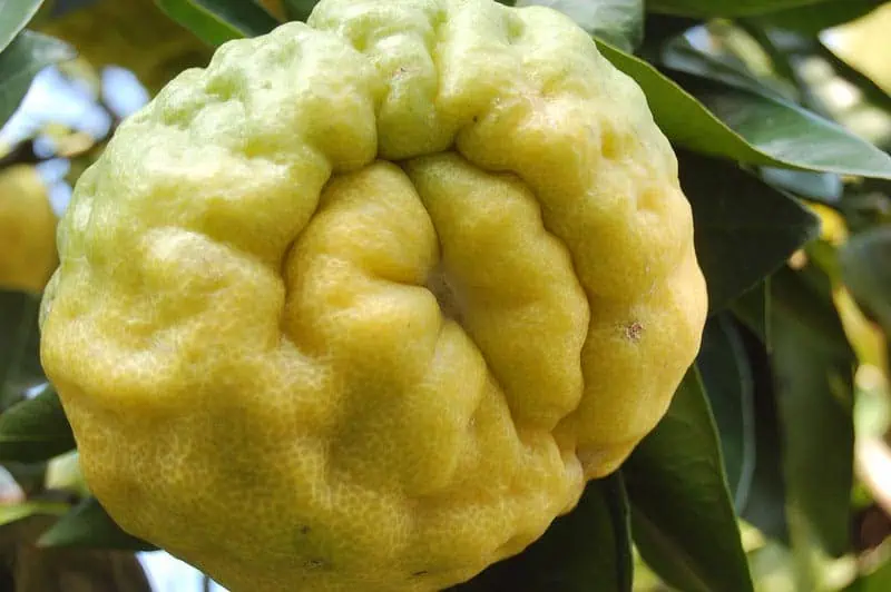 YUZU