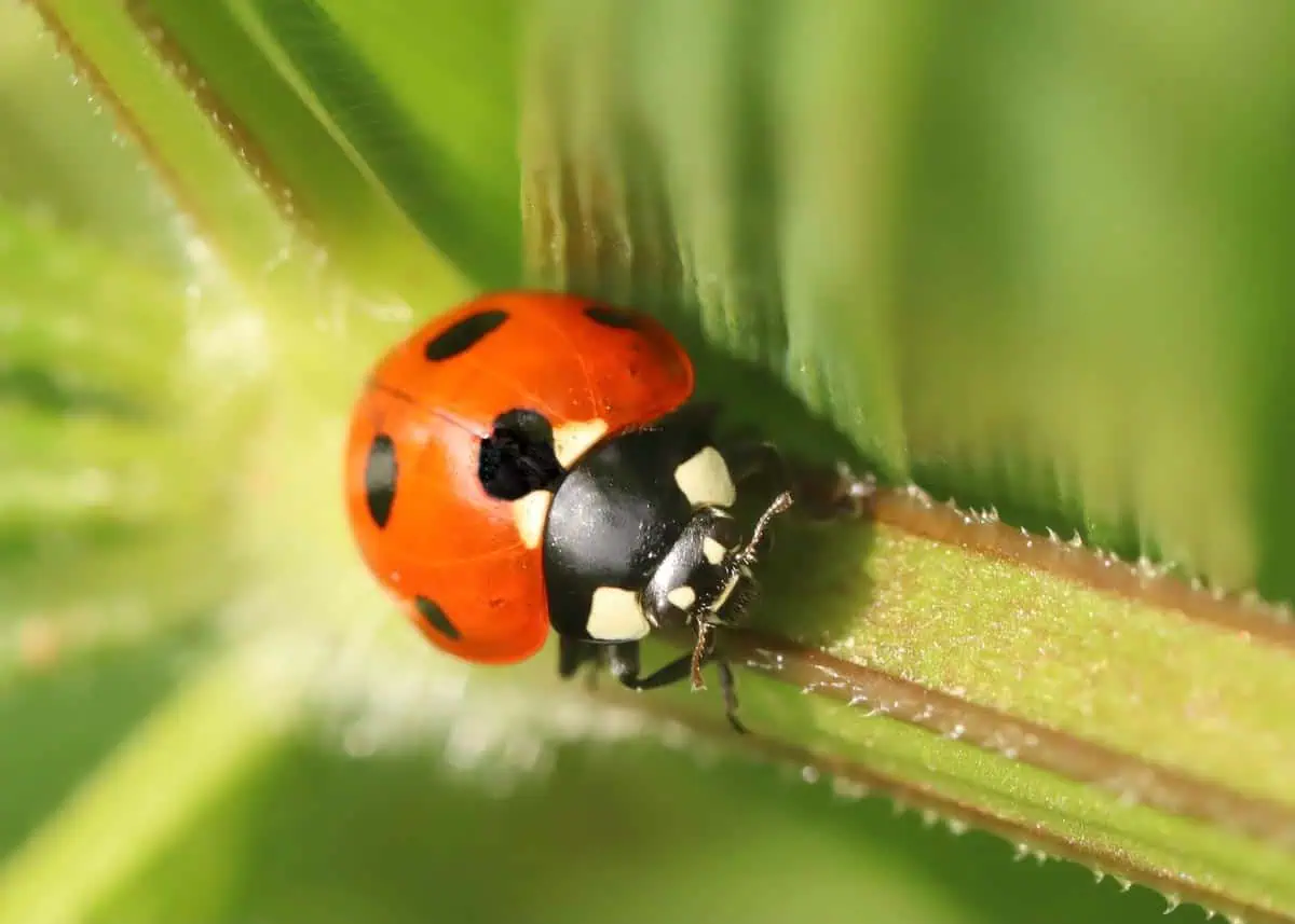 Coccinelles auxiliaire du jardinier