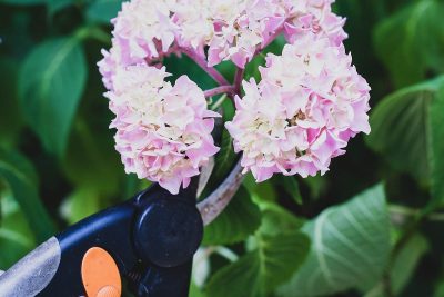 Couper les têtes d'hortensia sans risque.