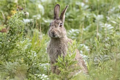 Faire fuir les lapins du jardin potager.