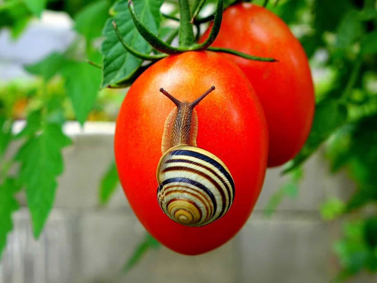 Protégez vos plants de tomates des escargots