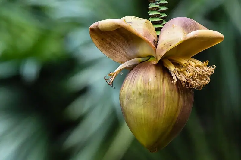 Fruit du bananier du Japon