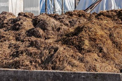 Le fumier de cheval pour fertiliser son potager.
