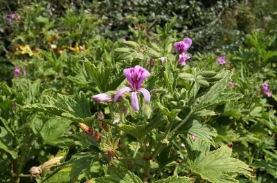 Géranium citronnelle