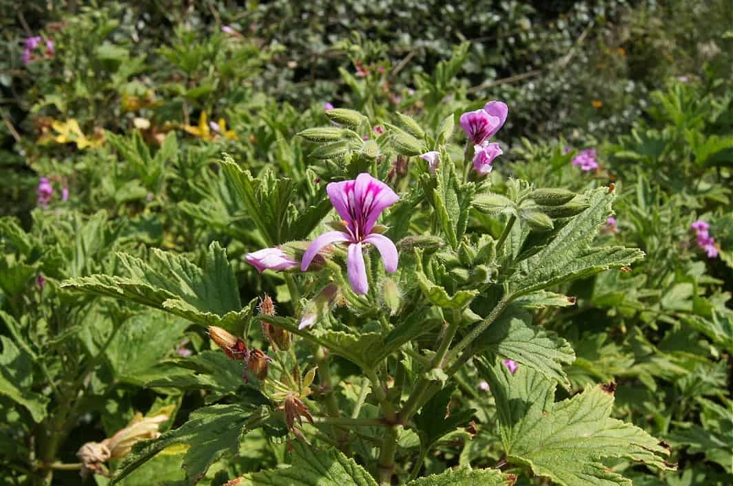 Géranium citronnelle