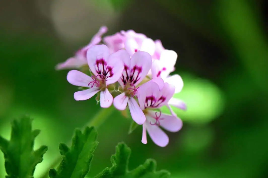 Geranium citronnelle fleur