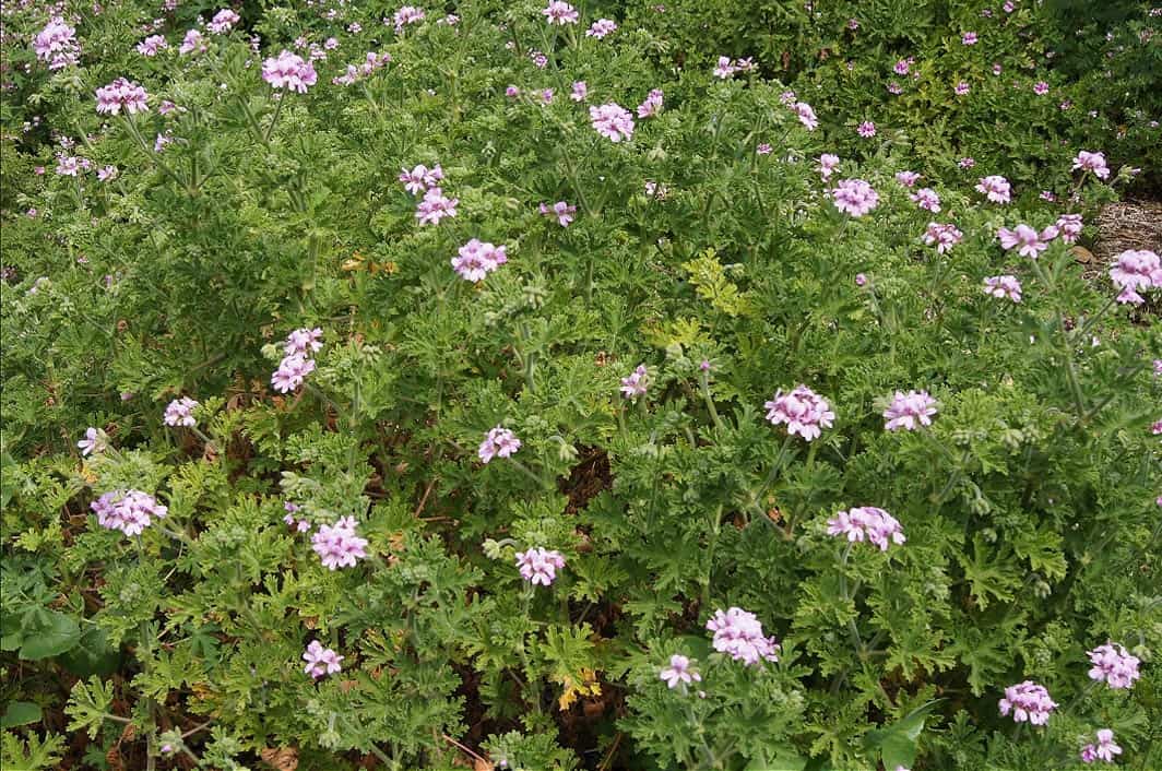 Géranium citronnelle buissonnant