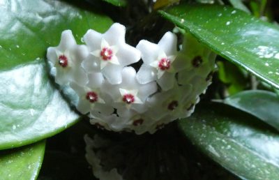 Hoya Carnosa