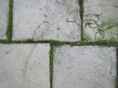 Mousse dans les allées du jardin