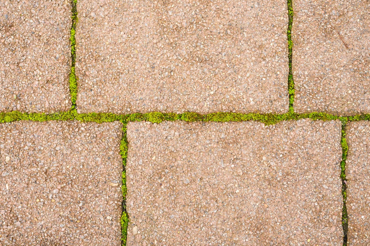 mousse terrasse