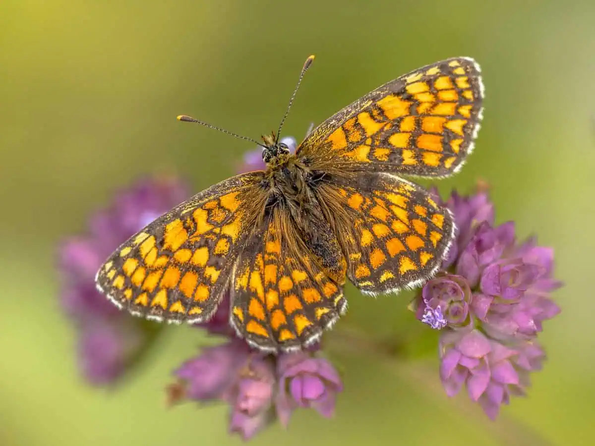 Papillon fritillaire des prés
