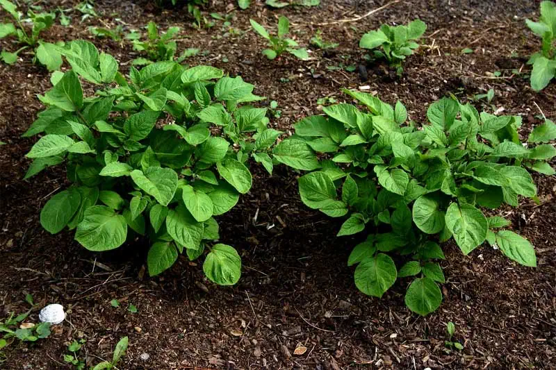 Plants de pomme de terre