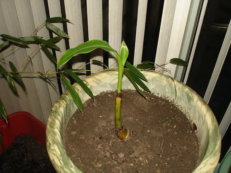 Bananier du Japon en pot