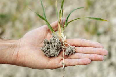 Rendre son potager résistant à la sécheresse.