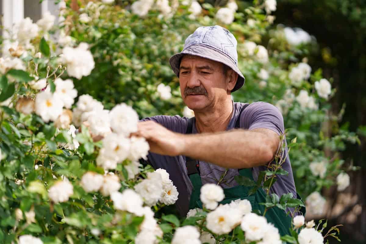 Tailler les rosiers