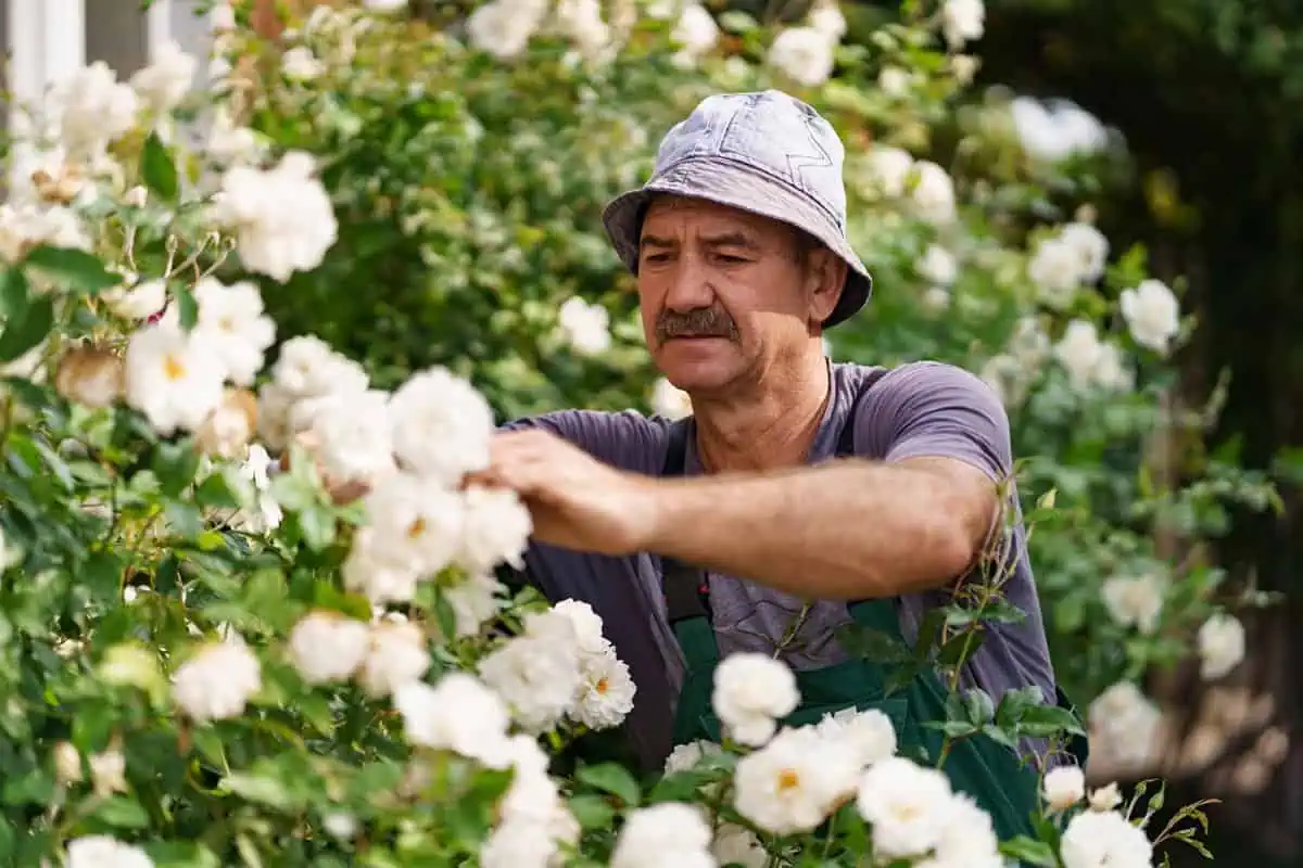 Tailler les rosiers