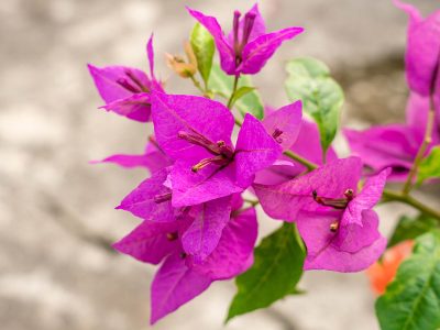 bougainvillée éclatant