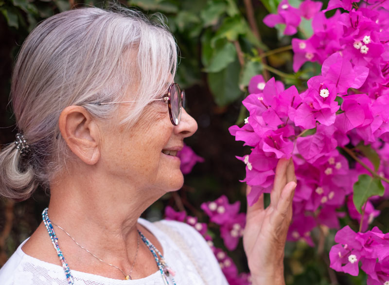 bougainvillée haut en couleur