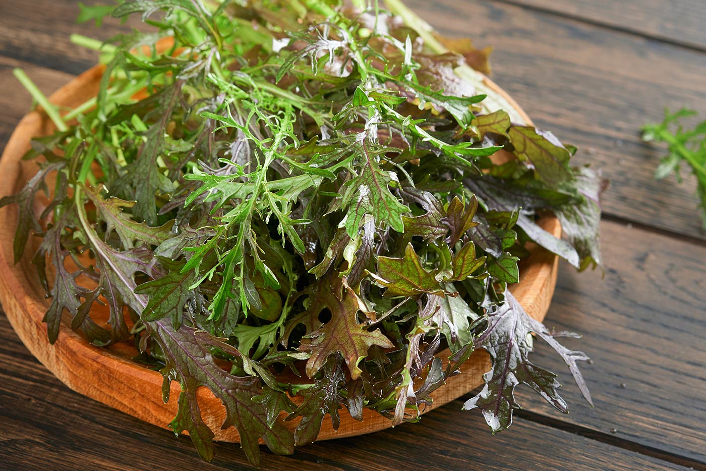 Salade de roquette aux feuilles fraîches.