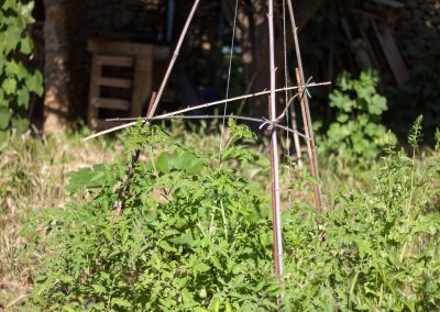 tipi tomates