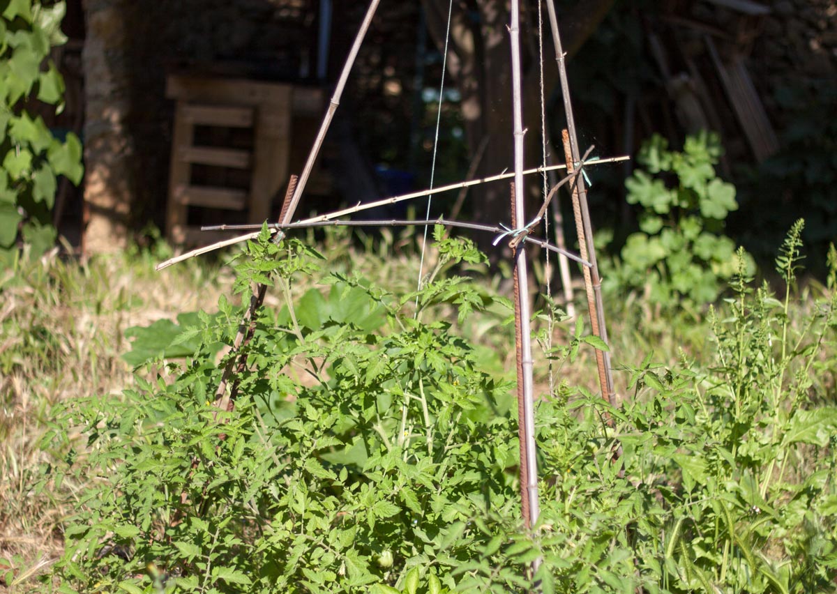 tipi tomates
