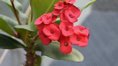 Couronne d’épines : La beauté piquante de l’Euphorbia milii