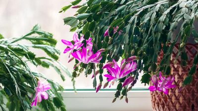 Cette plante tropicale qui résiste au froid fait sensation à Noël, et c'est sublime