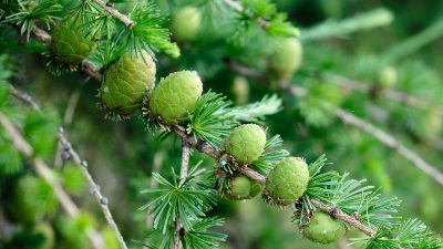 Conifères pour le jardin