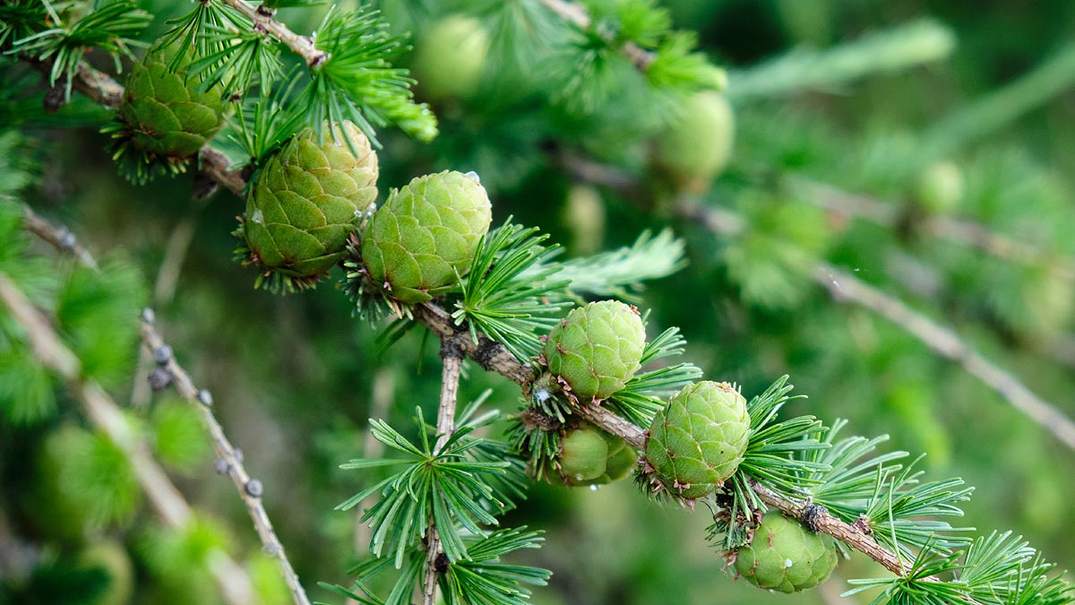 Conifères pour le jardin