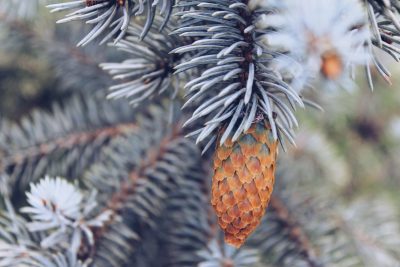 L'épicéa bleu pour sapin de Noël