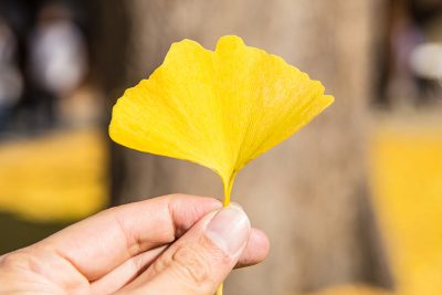 Feuille de ginkgo biloba en automne.