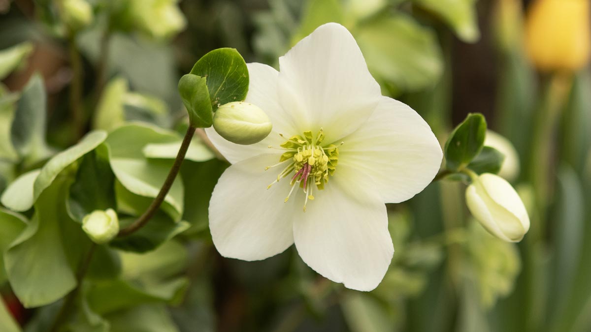 Cette plante surprenante qui résiste au froid fait un carton dans les jardins, découvrez laquelle