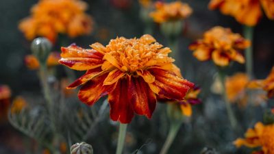 Ni gris ni triste : cette technique de pro transforme votre jardin en tableau vivant l'hiver