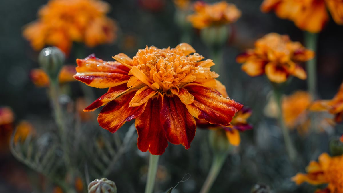 Ni gris ni triste : cette technique de pro transforme votre jardin en tableau vivant l'hiver