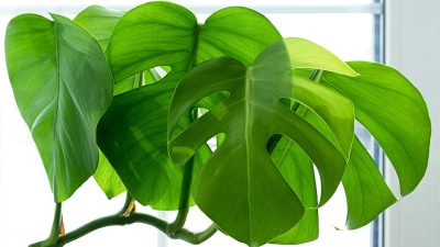 Ni engrais ni produits chimiques : 6 astuces naturelles qui subliment vos plantes d'intérieur