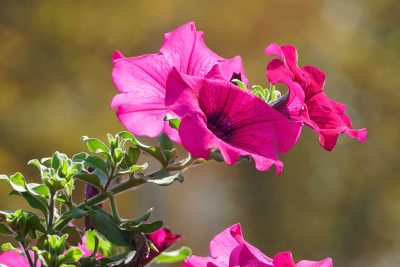 10 fleurs d'automne