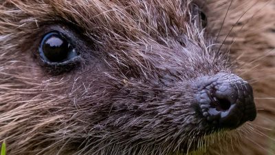 Voici l’élément secret à placer dans votre jardin pour sauver un animal menacé cet hiver…