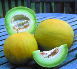 Melon boule d'or