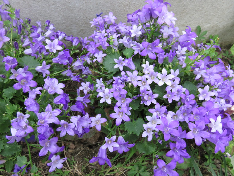 campanule