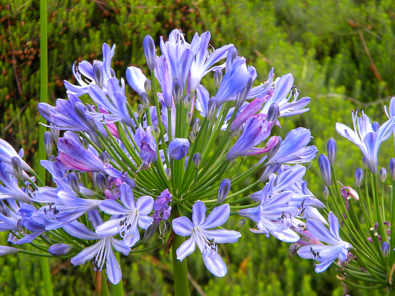 L'agapanthe