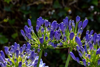 agapanthe, fleurs bleues vivaces